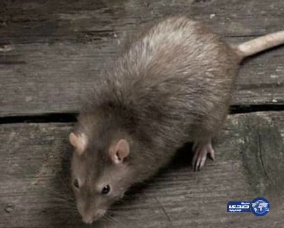 بالفيديو والصور .. تسرب السيول لعدد من منازل مركز شواص بعسير