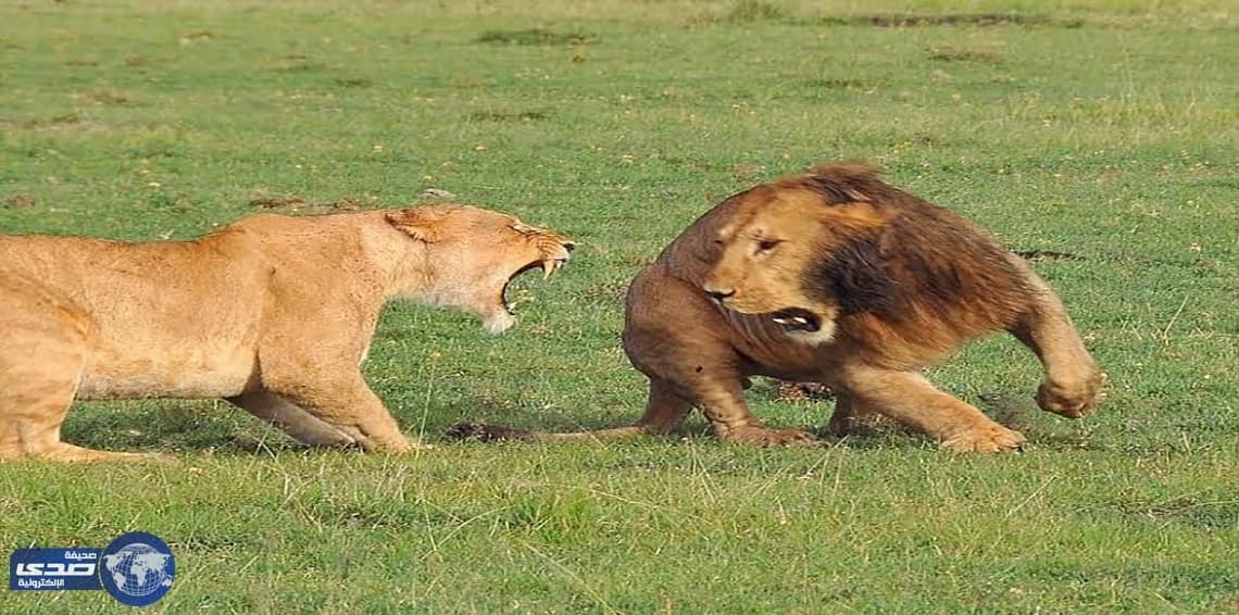 بالصور.. لبؤة تعقر وجه أسد حاول معاكستها