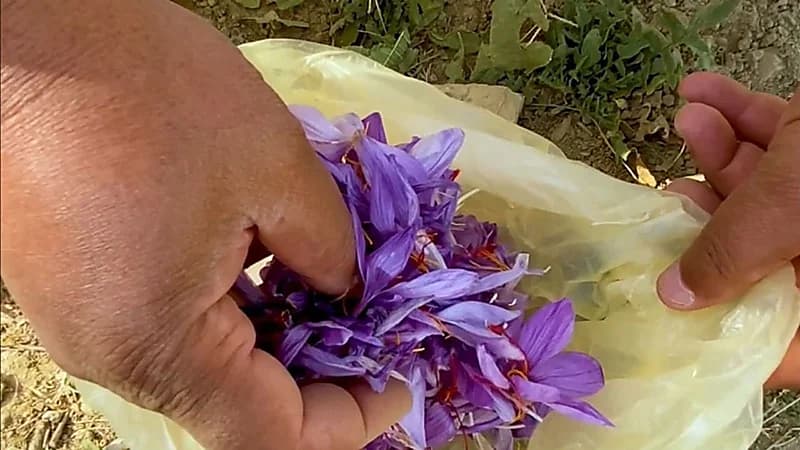 مختص يتحدث عن "الزعفران" أشهر مكونات القهوة السعودية وأغلى التوابل في العالم 