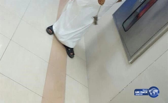 بالصور.. موظفون بمستشفى حكومي يطاردون "فئران" تتجول على أسرّة المرضى.. و"الصحة" تتدخل