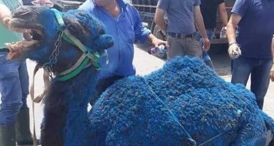 قبل أيام من الانتخابات البرلمانية.. حيوانات زرقاء تغزو شوارع لبنان