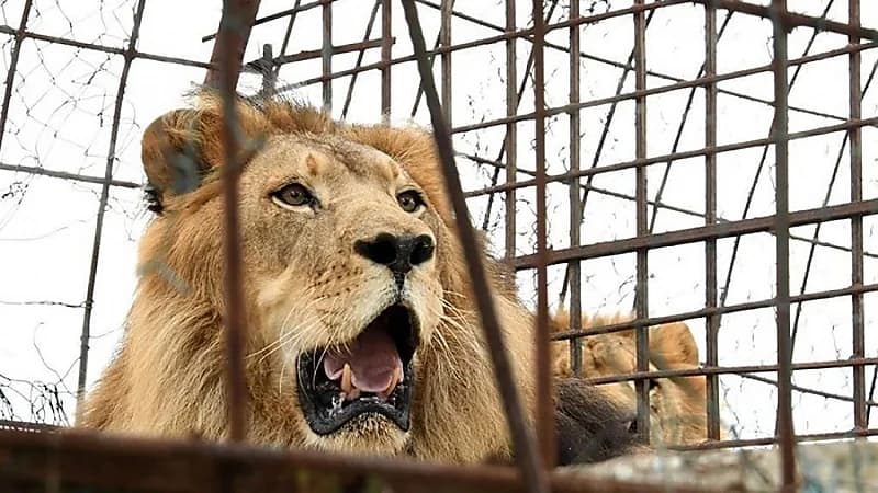 رئيس الترفيه يعلن تطوير حديقة حيوان الملز على أعلى مستوى