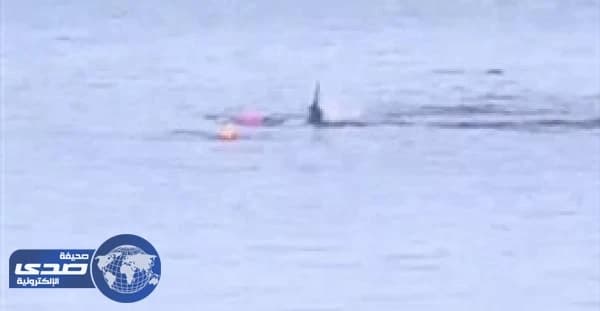 بالفيديو .. أسرة تنقذ راكب " كاياك " من هجوم مروع لقرش