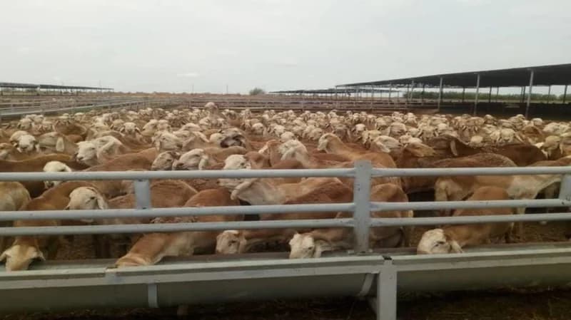 السودان تستأنف صادر المواشي الحية إلى المملكة