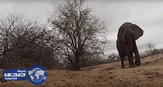 ⁠⁠⁠⁠⁠بالفيديو.. فيل يسرق كاميرا من مرشد سفاري