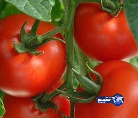 حماية المستهلك: على الجميع مقاطعة شراء الطماطم أسبوعاً