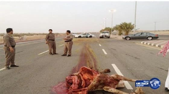 جمل سائب يودِع عشريني مستشفى تربة