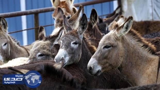 14 حمار رأس مال شركة سياحية في فلسطين