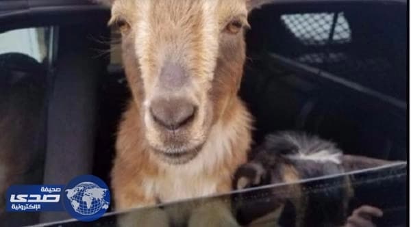 بريطاني يصطحب زوجاً من الماعز بجولة ترفيهية بسيارته