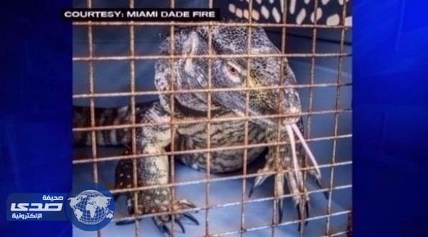 العثور على سحلية سامة بطائرة شحن في فلوريدا