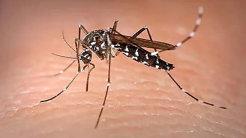 حمى الضنك تفتك بالسودانيين