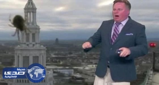 بالفيديو.. عنكبوت يُثير ذعر مُذيع نشره على الهواء