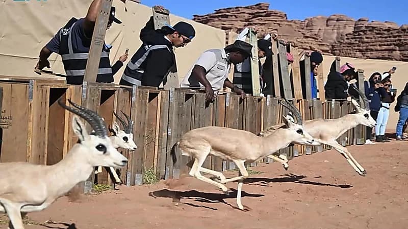 إطلاق 132 كائناً فطرياً في محمية نيوم