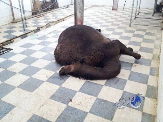 الرئيس الإندونيسي: العمل العسكري وحده ليس كافيا لهزيمة الإرهاب