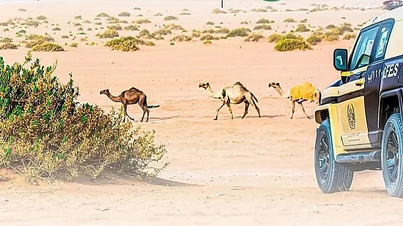 ضبط 28 مخالفًا لنظام البيئة لارتكابهم مخالفات رعي