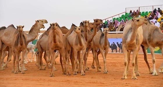 بالفيديو.. سلطان بن سحيم أثناء مشاركته في مهرجان الملك عبدالعزيز للإبل