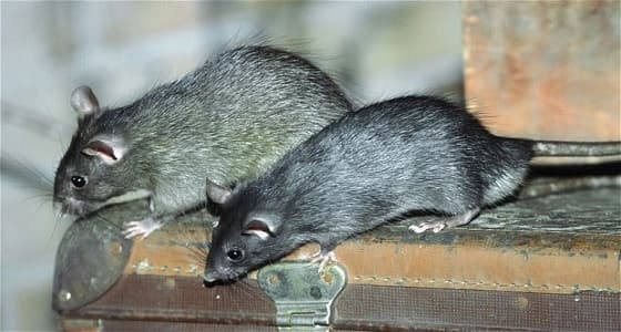 القوارض تهدد أحياء جدة..ومخاوف من تناقل الأمراض