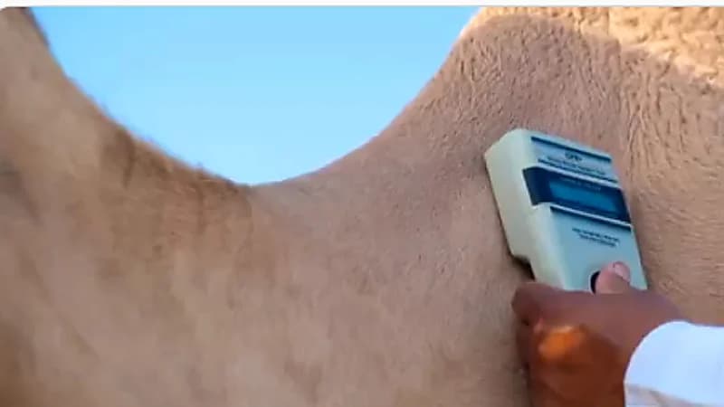 بالفيديو.. تركيب 5 آلاف شريحة إلكترونية للإبل المشاركة في مهرجان ولي العهد