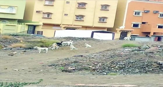 الكلاب الضالة تحظر تجوال أهالي حي الموظفين بأبها