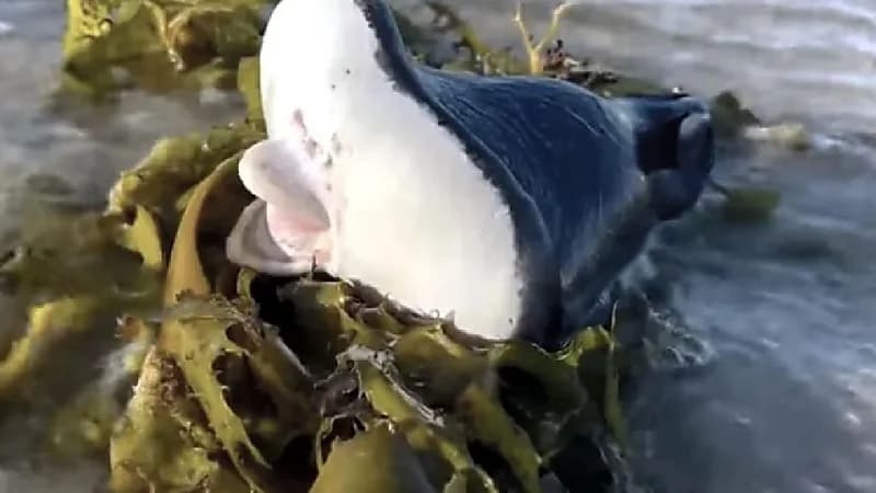 شاهد.. لحظة ظهور كائن بحري غريب يخرج من المياه