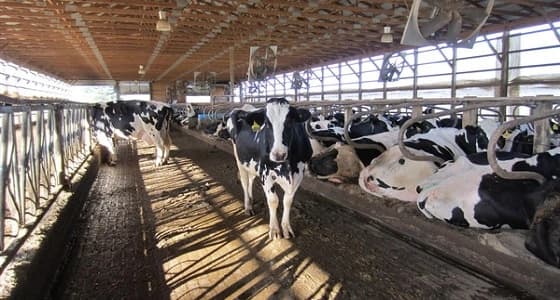 اليابان تقدم 7.7 مليون دولار أمريكي لمكافحة الحمى القلاعية بباكستان