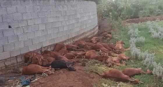 نفوق 30 رأسًا من الأغنام بفعل صاعقة رعدية في محايل