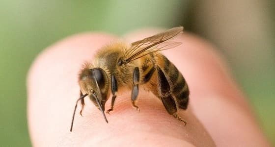 سم الأفاعي والنحل له نفس تأثير " البوتكس " على البشرة