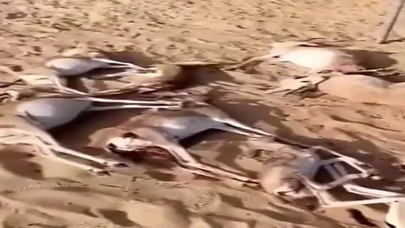 شاهد.. غزلان ميتة تعرضت لهجوم من ذئب في إحدى المحميات بالشرقية