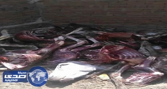 ⁠⁠⁠⁠⁠بالصور.. العثور على بقايا 25 حمارًا مذبوحًا داخل مخزن بمدينة مصرية