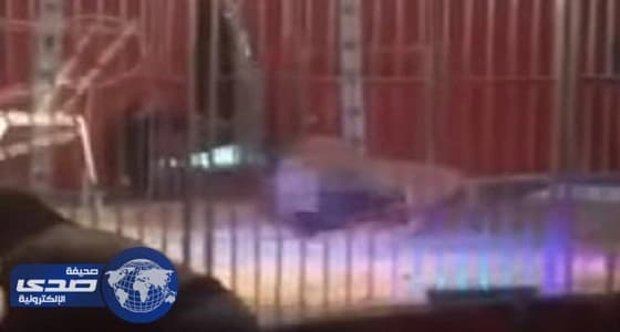 بالفيديو.. أسد ينقض على مدربه أثناء عرض بسيرك في فرنسا