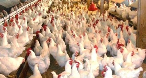 مزارع هندية تستخدم " مضادات حيوية " لتسمين الدجاج
