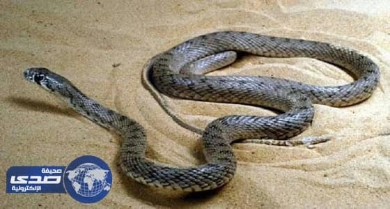 أفعى تتسبب في إحراق وجه شاب «بالقنفذة»