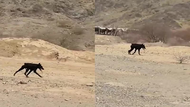 ظهور حيوان نادر وغريب في وادي فاطمة شمال مكة المكرمة.. فيديو