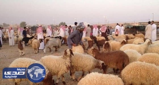 ⁠⁠⁠⁠⁠إنشاء أسواق مواشي ومسالخ في رفحاء بـ 14 مليون ريال