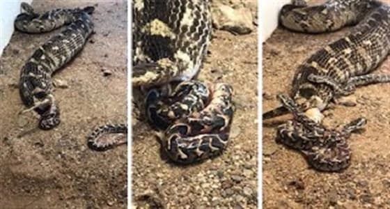 بالفيديو.. أنثى ثعبان ضخمة تلد 57 طفلا بطريقة مذهلة
