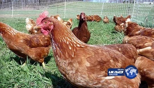 تأجيل البت في قضية " فتاة المصنع " لـ23 أبريل القادم