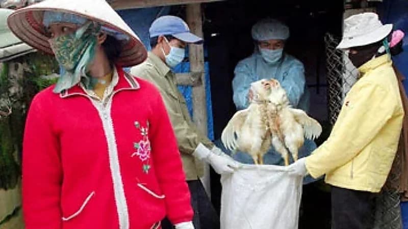 الأرجنتين توقف واردات الدواجن من البرازيل بعد أول تفشٍّ لإنفلونزا الطيور