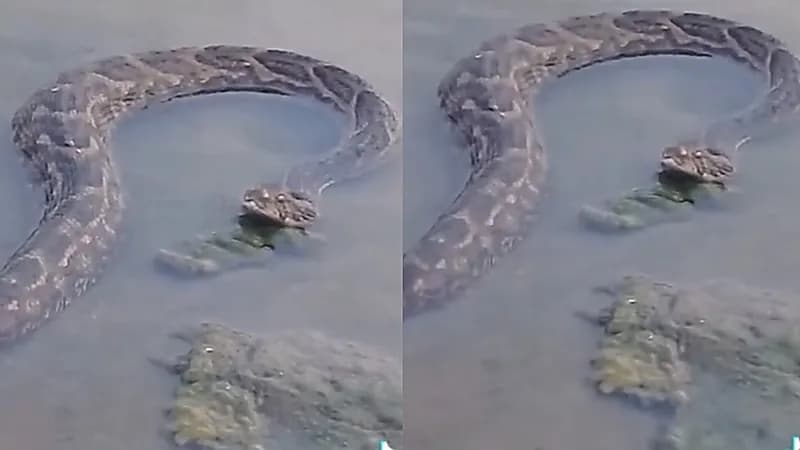 شاهد.. ثعبان عملاق في وادي بيش بجازان