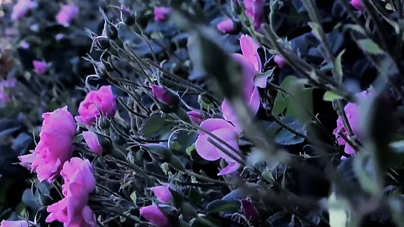 الورد الطائفي: عبق الجبل يعانق الكعبة المشرفة .. فيديو