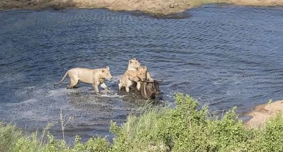 بالصور.. 4 لبؤات تستدرجن حيوانا بريا لافتراسه في النهر