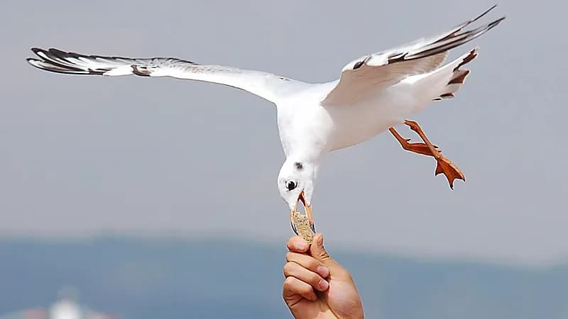 نورس يصيب امرأة بجروح خطيرة في رأسها.. صور