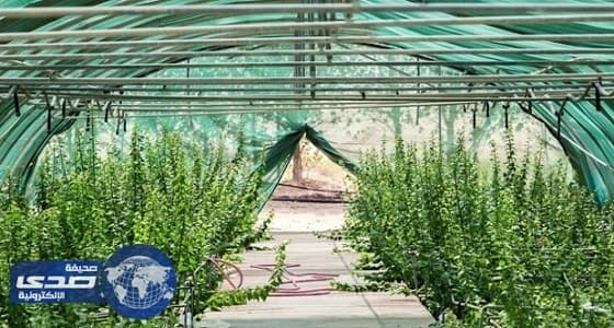 أمانة الأحساء تبدأ رسم الخطة التنفيذية لزراعة مليون شجرة