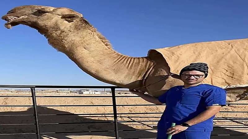 قصة طبيب عشق الإبل فتخصص في علاجها