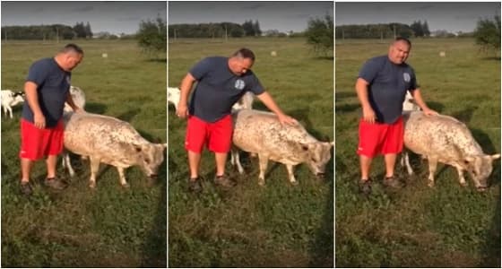 بالفيديو.. سلالة من الأبقار القزمة تظهر بأمريكا