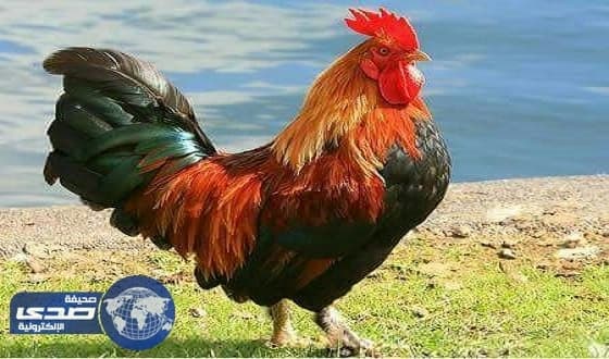 دهس « دجاجة » يتسبب في اندلاع نزاع مسلح بين عشيرتين بالعراق