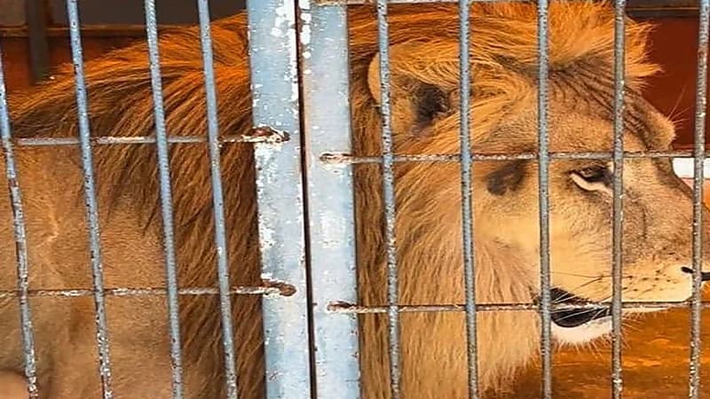 ضبط مقيم لعرضه كائنات فطرية بحائل