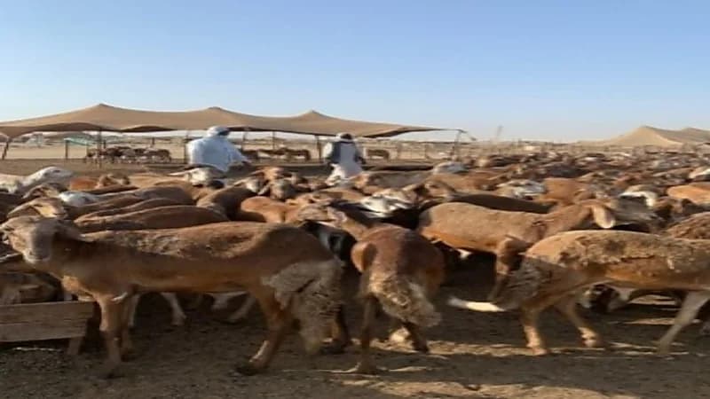 البيئة والزراعة: لا رسوم على دخول الماشية إلى أسواق النفع