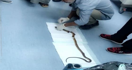 وفاة طفلتين بـ " لدغة ثعبان " أثناء زيارتهما بيت جدهما بقلوة