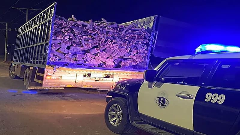 ضبط مقيم مخالف لنظام البيئة بالقصيم .. فيديو