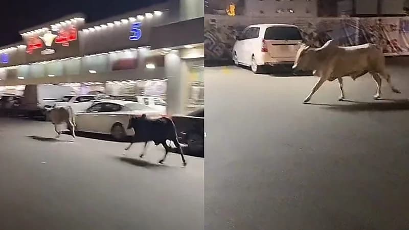 بالفيديو.. انتشار ثيران سائبة في شوارع مكة